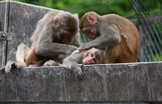 mother and baby macaque