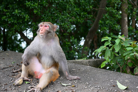 monkey looking into the sky