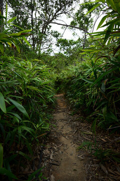 path in the forest