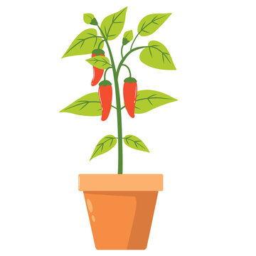 red chili pepper plant with green leaves spicy vegetable