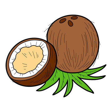 Hand drawn coconut in sketch style with black outline. Vector nuts isolated on white background. Colorful image for healthy food themes, printable activities, packaging and clipart