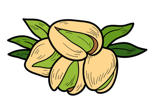 Hand drawn pistachios in sketch style with black outline. Vector nuts isolated on white background. Colorful image for healthy food themes, printable activities, packaging and clipart