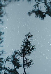 Naklejka premium Pine branches in a snowy day background