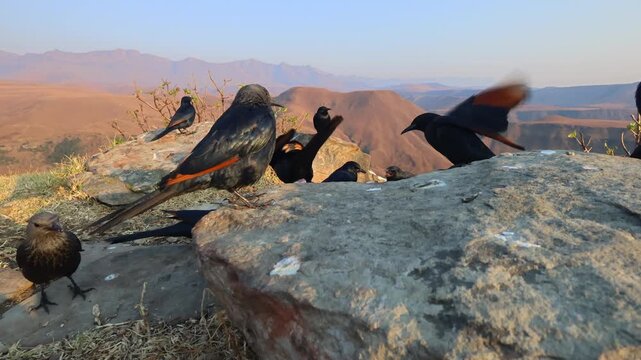 A group of red-winged starlings (Onychognathus morio) feeding in mountain habitat, South Africa