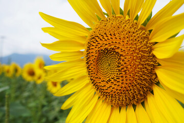 Naklejka premium Close Up of Large Yellow Sunflower in Full Bloom