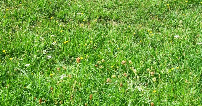 Meadow or pasture in spring