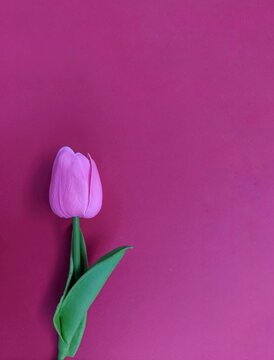 Single pink tulip with green leaves against vibrant magenta background, minimalist floral composition highlighting color contrast and delicate texture. Copy space for text.