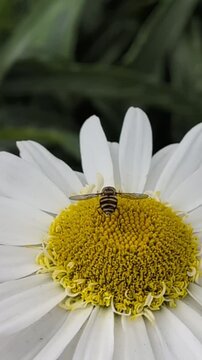 A hoverfly sits on a daisy and collects nectar. Wildlife in the garden in summer&mdash;small insects living all over the planet.