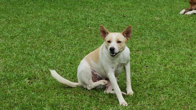 Itchy Dog Scratching Its Skin with Its Paw