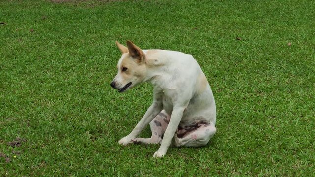 Itchy Dog Scratching Its Skin with Its Paw
