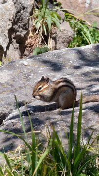 Vertical video of a chipmunk sitting on the stone in a forest and eating sunflower seeds.