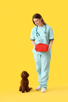 Veterinary care and pet health, veterinarian holding first aid kit with poodle dog on yellow background for animal medical checkup and wellness service
