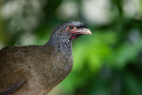 Chaco chachalaca at Singapore Zoo