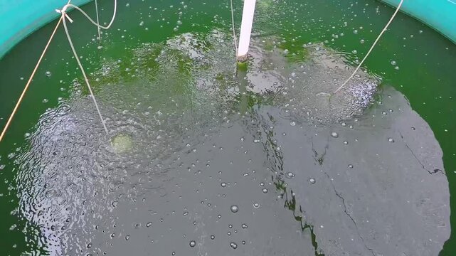 Water aeration system in circular aquaculture fish pond with green water