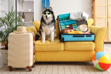Summer vacation travel and pet friendly tourism, husky dog wearing sunglasses sitting on yellow sofa with packed suitcase and beach accessories at home © Pixel-Shot