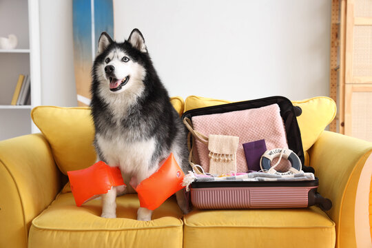 Pet travel and summer vacation planning, husky dog wearing arm floaties sitting on a yellow sofa with an open suitcase packed for a beach holiday