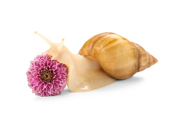 Giant Achatina snail with beautiful chrysanthemum flower on white background © Pixel-Shot