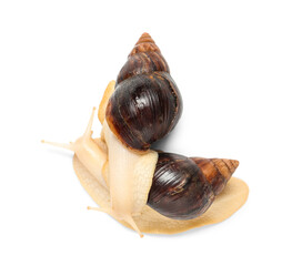 Giant Achatina snails on white background © Pixel-Shot