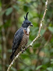 Naklejka premium Majestic Black Baza Bird of Prey Perched on a Mossy Branch in a Lush Tropical Forest