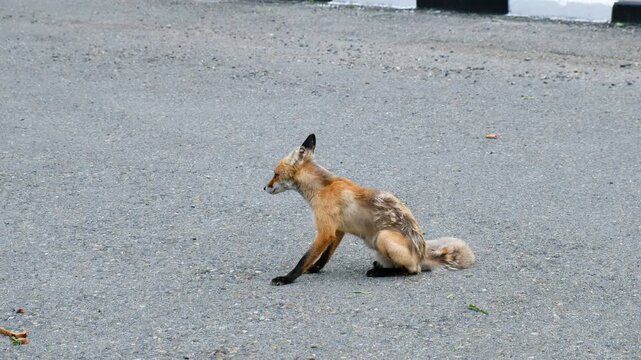 An old mangy fox sits on the road and eats. Vulpes vulpes in anthropogenic environment.