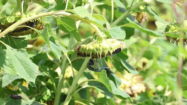 Blue tit feeding on sunflower seeds in late summer, small bird foraging among ripening flower heads, slow motion