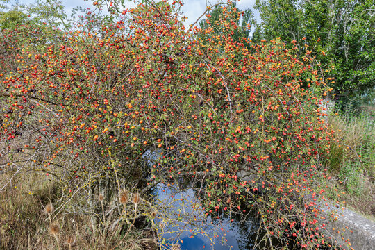 Rosa canina. Rosehip or Wild Rose. Thorny shrub with its fruit.