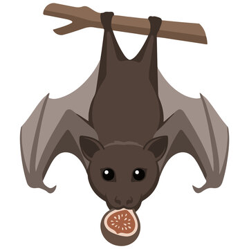 Cute cartoon fruit bat hanging upside down from a branch, holding a halved fig in its mouth