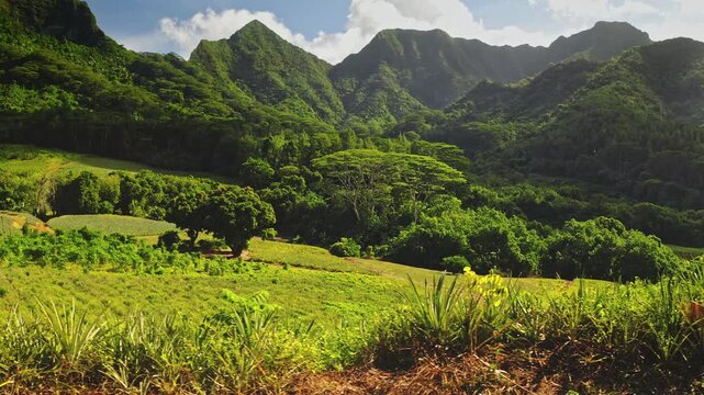Moorea's vibrant landscape with thriving pineapple plantation in the foreground, dense tropical forests covering rolling hills and majestic, rugged mountains under a clear sky. Travel French Polynesia