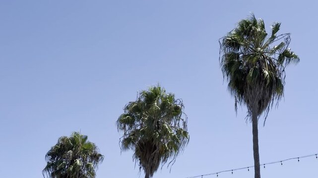 Washingtonia is a monotypic genus of monoecious palms, desert fan palm. Venice is a neighborhood of the City of Los Angeles within the Westside region of Los Angeles County, California, United States.