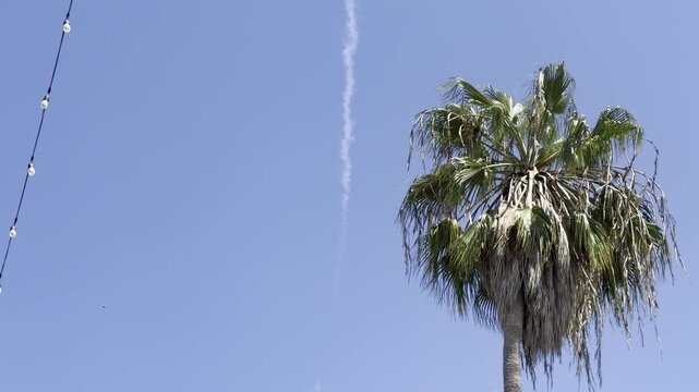 Washingtonia is a monotypic genus of monoecious palms, desert fan palm. Venice is a neighborhood of the City of Los Angeles within the Westside region of Los Angeles County, California, United States.