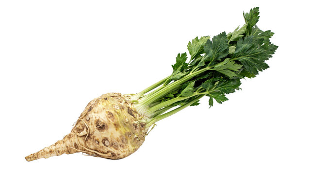 Fresh celeriac root vegetable with green stalks and leaves on a white surface isolated on a transparent background