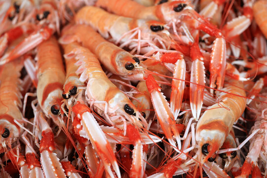 Red shrimps up close at a stand in the fish market in Olhao, Portugal  