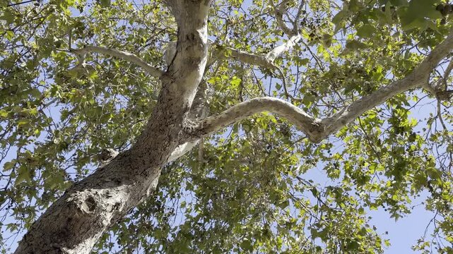 Platanus racemosa is a species of plane tree. California sycamore, western sycamore, California plane tree. Venice is a neighborhood of the City of Los Angeles 