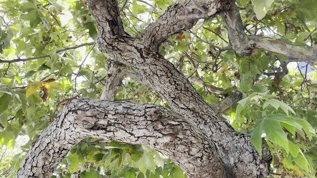 Platanus racemosa is a species of plane tree. California sycamore, western sycamore, California plane tree. Venice is a neighborhood of the City of Los Angeles 