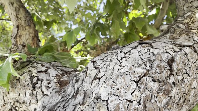 Platanus racemosa is a species of plane tree. California sycamore, western sycamore, California plane tree. Venice is a neighborhood of the City of Los Angeles 