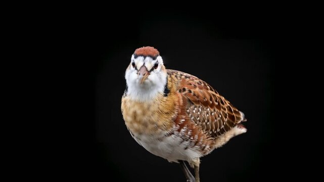 lesser jacana bird close up isolated on black background studio portrait in india video