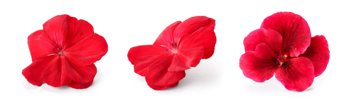 Floral design and spring season, red geranium flowers for botanical decoration and garden landscaping isolated on a clean white background
