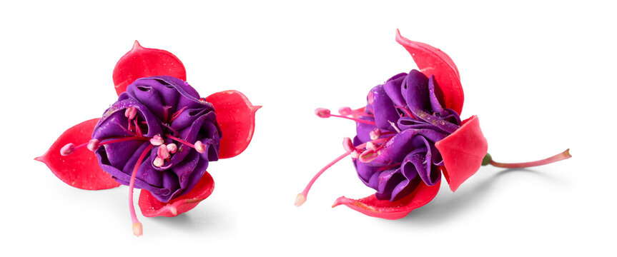 Botanical beauty and floral design, fuchsia flowers with vibrant purple and pink petals isolated on a clean white background for spring garden themes