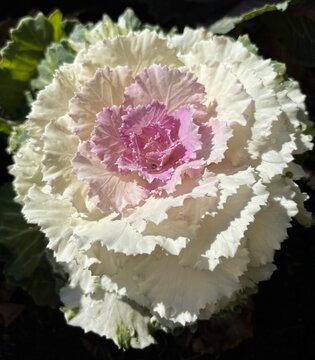 Close up of white ornamental cabbage with ruffled leaves and a vibrant pink  rosette center 