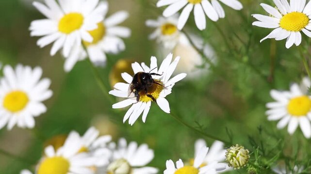 Bumblebee collecting nectar from a white chamomile swaying in the summer breeze, natural pollination and peaceful meadow scene, slow motion
