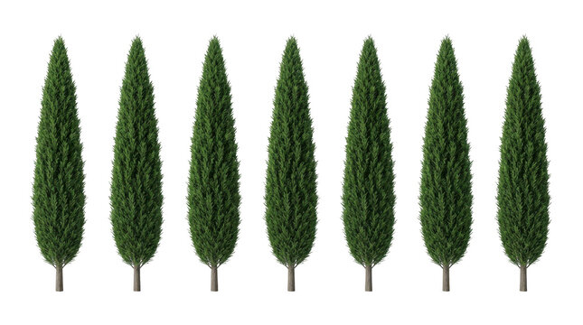 Row of seven italian cypress trees isolated on transparent background