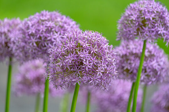 purple allium lucy ball flower blooming in spring