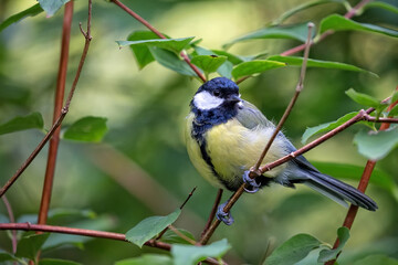 Great tit in the forest © Janusz