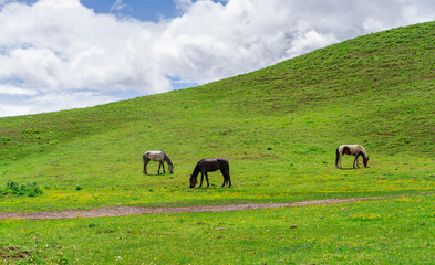 horses on green mountain pasture highland © nd700