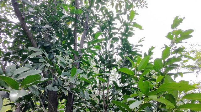 Aerial Drone Orbit View of Lush Black Sapote Tree Canopy in Garden