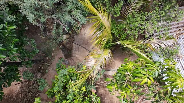 High Angle Drone View of Grey Hen Walking in Domestic Backyard Garden