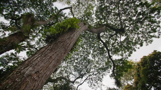 Exotic forest trees in Taman Botani Singapura creating breathtaking tropical landscapes and a unique travel destination in the heart of Asia