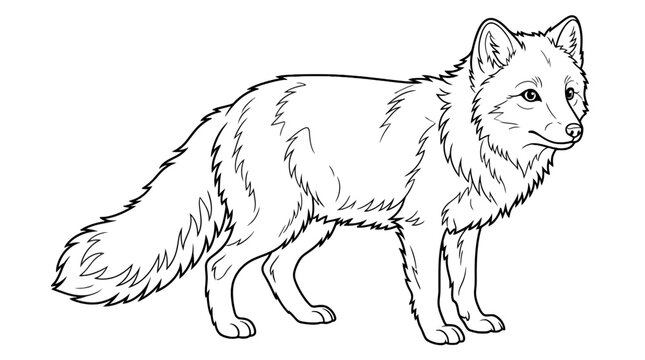 Arctic fox line art illustration standing on white background