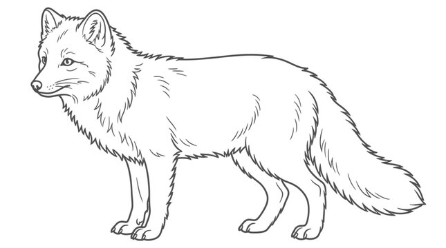 Arctic fox line art drawing for coloring book