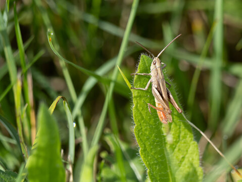 Wiesengrash&uuml;pfer (Chorthippus dorsatus)